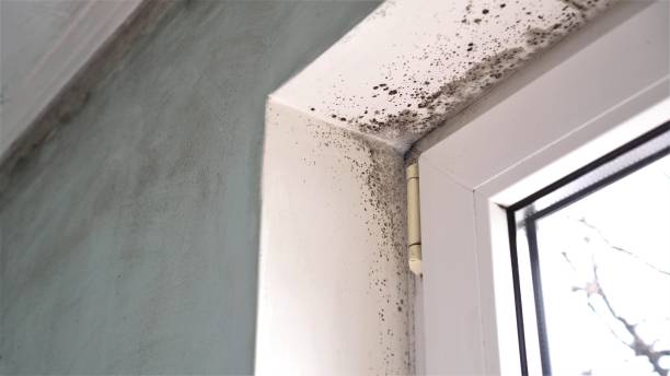 Mold Testing and Removal in Bear Creek, AK