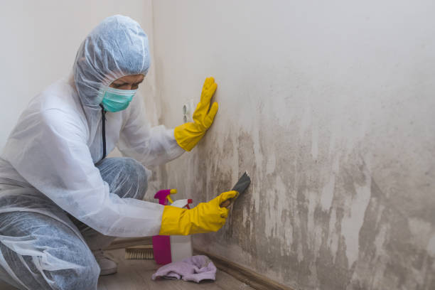 Best Toxic Mold Removal  in Bear Creek, AK