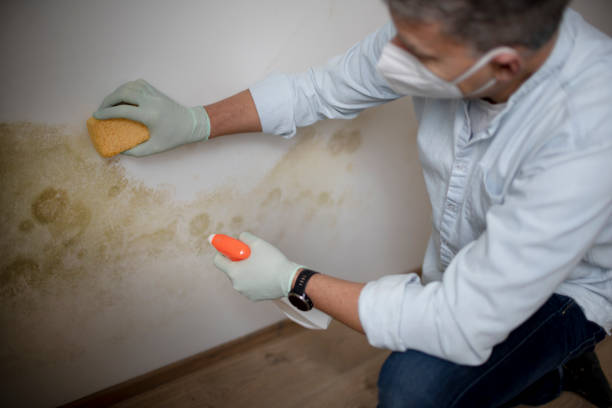 Best Crawl Space Mold Removal  in Bear Creek, AK