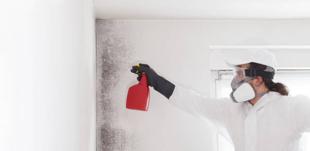 Best Mold Remediation  in Bear Creek, AK