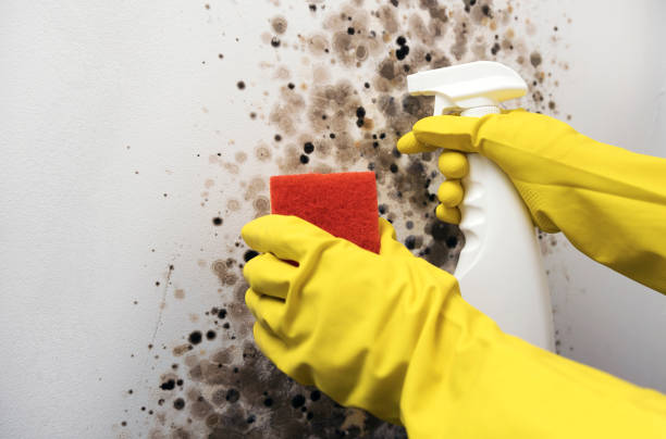 Best Commercial Mold Removal  in Bear Creek, AK