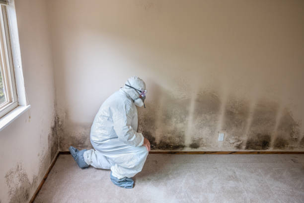 Best Mold Damage Repair  in Bear Creek, AK