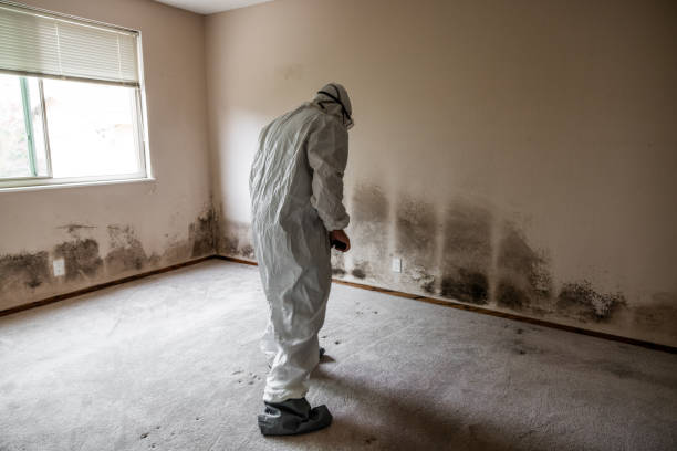 Best Mold Testing and Removal  in Bear Creek, AK