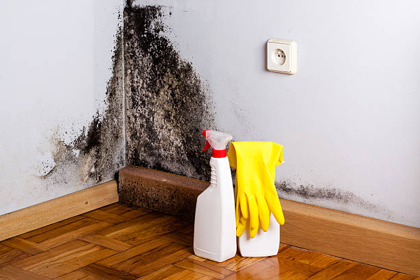 Best Affordable Mold Removal  in Bear Creek, AK