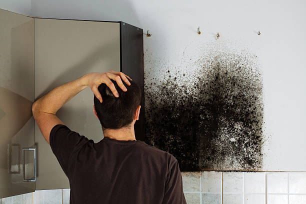 Best Same-Day Mold Removal  in Bear Creek, AK