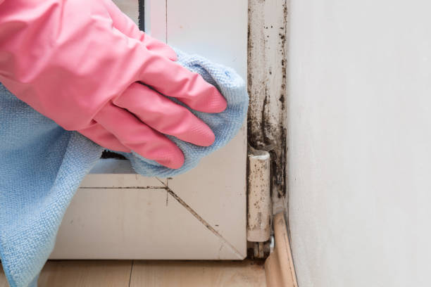 Best Attic Mold Removal  in Bear Creek, AK